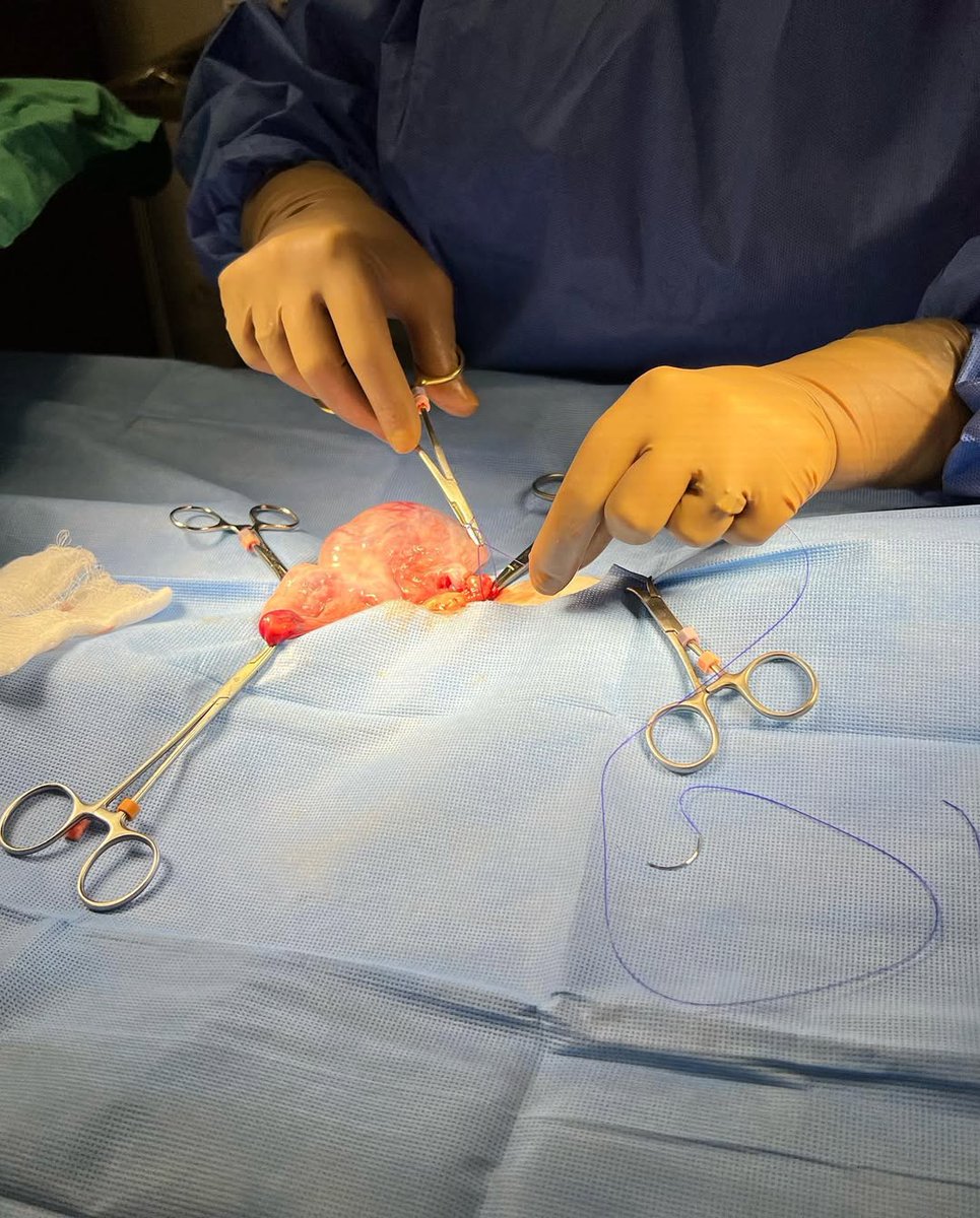 13435akqo964750's tweet image. Mishu had her eye out and was spayed today. Everything went very well and we hope this will make her feel much better!

Please help us cover her surgery today!

PAYPAL INBIO PLEASE DONATE.

#donatetohelp #donateforcats #donationsneeded #donatetosavelives #rescuecat