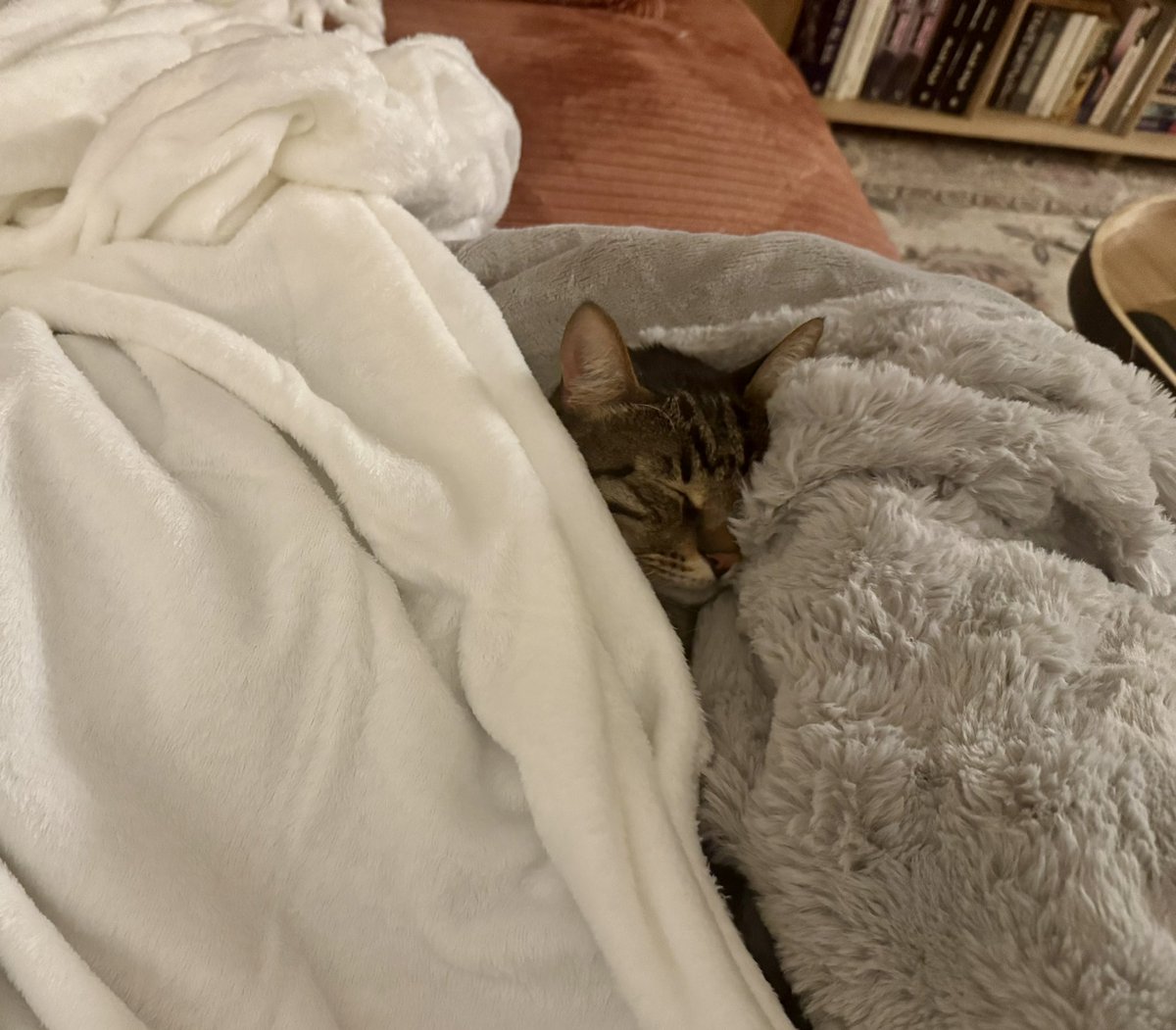 sarithecht's tweet image. שששש שימי ישן 

#להחמיד_את_הפיד