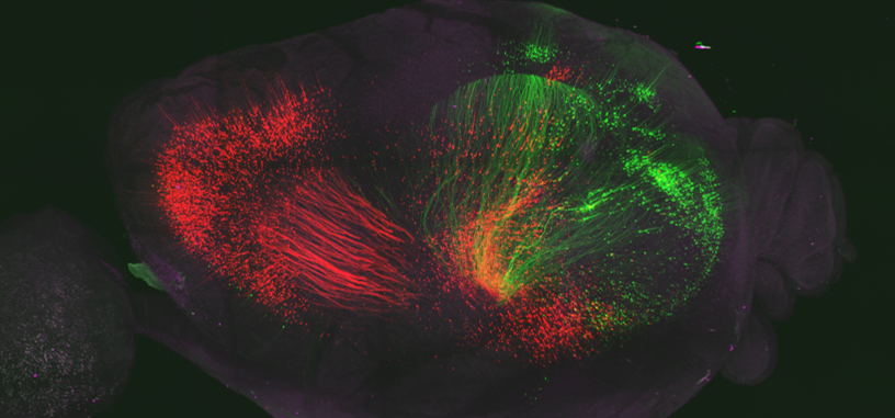 Neuroprep at WashU tweet media