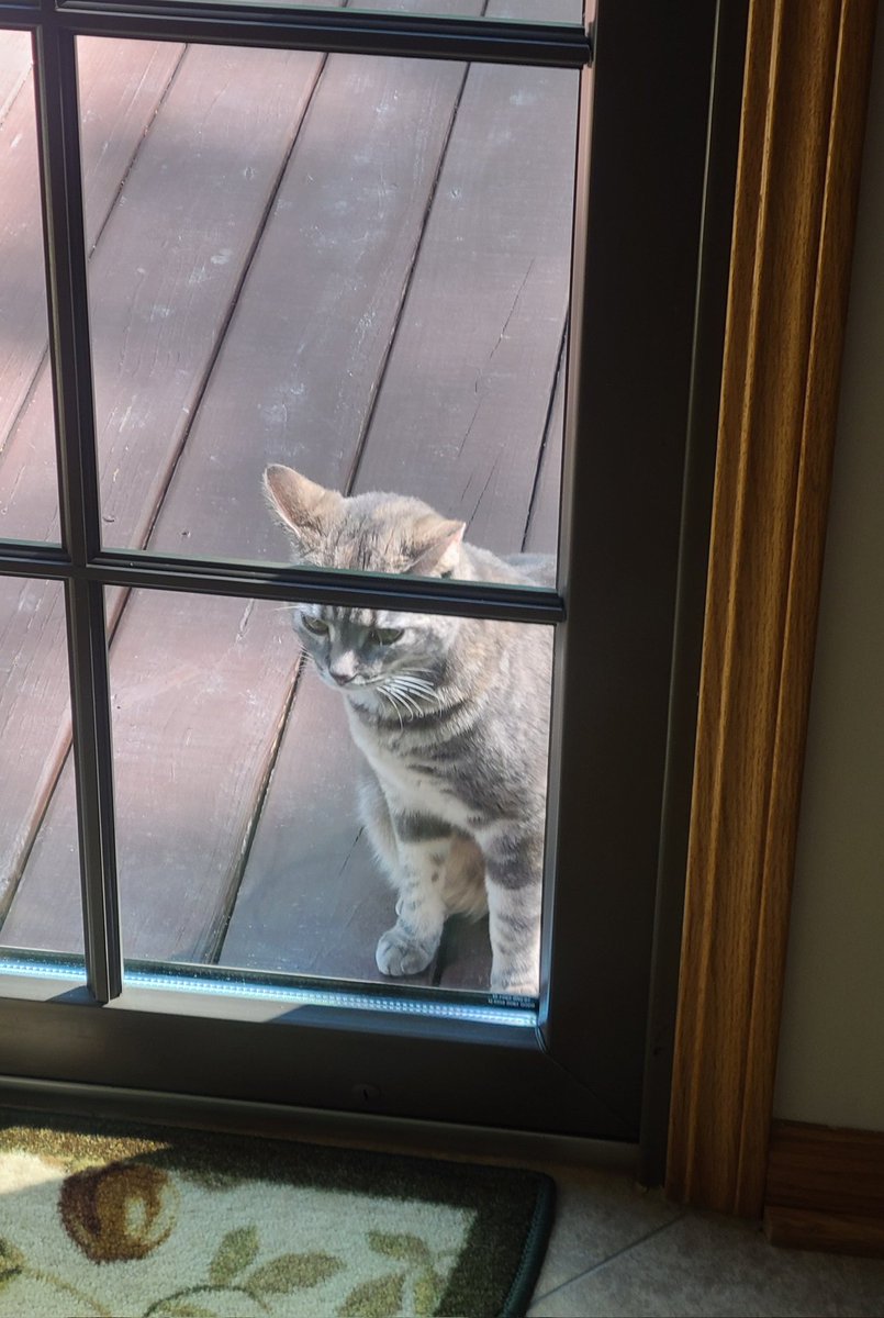 This is my neighbor's cat showing up at my house daily