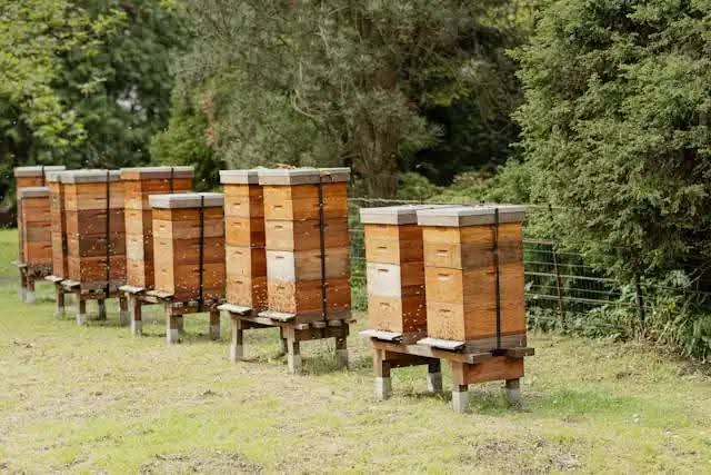 HiveMasterCo's tweet photo. Empower your beekeeping journey with eco-friendly, non-toxic hive solutions that safeguard your colony and deliver high-quality results for both novice and expert beekeepers." Don't wait! Call us today to start your beekeeping journey 🤙 0723570061 https://t.co/AoBKAQgaNP