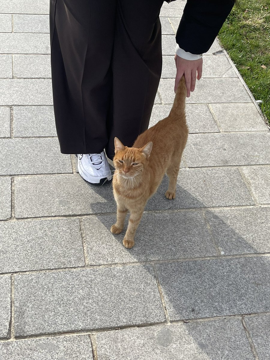 LowKoito's tweet image. City of dreams 🐈