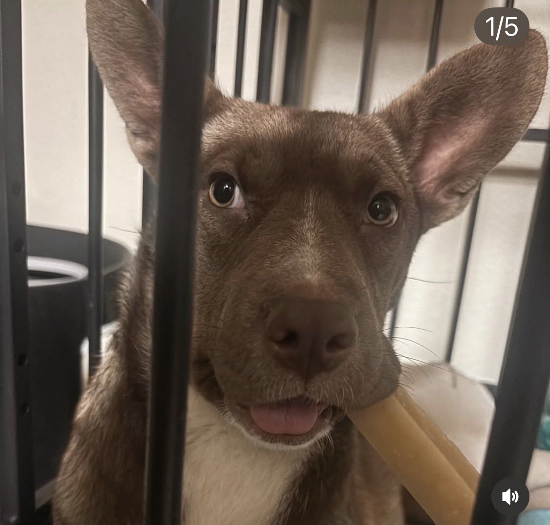 SusanDReynolds's tweet image. #DogOfTheDay gobeyondrescue.org
Meet OAKLEY!
Gorgeous little mixed-breed baby girl survived being hit by a car, was left behind during a city sweep at a homeless encampment. At just 4-6 months old and a whopping 20 Ibs of pure sweetness, Oakley has already lived a whole