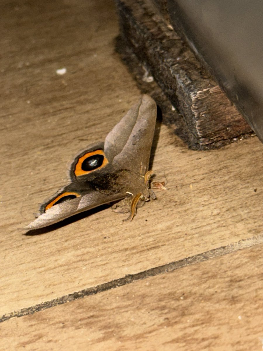 lilkittta's tweet image. acaba de entrar este bicho y me cague todo pensando que esos eran los ojos