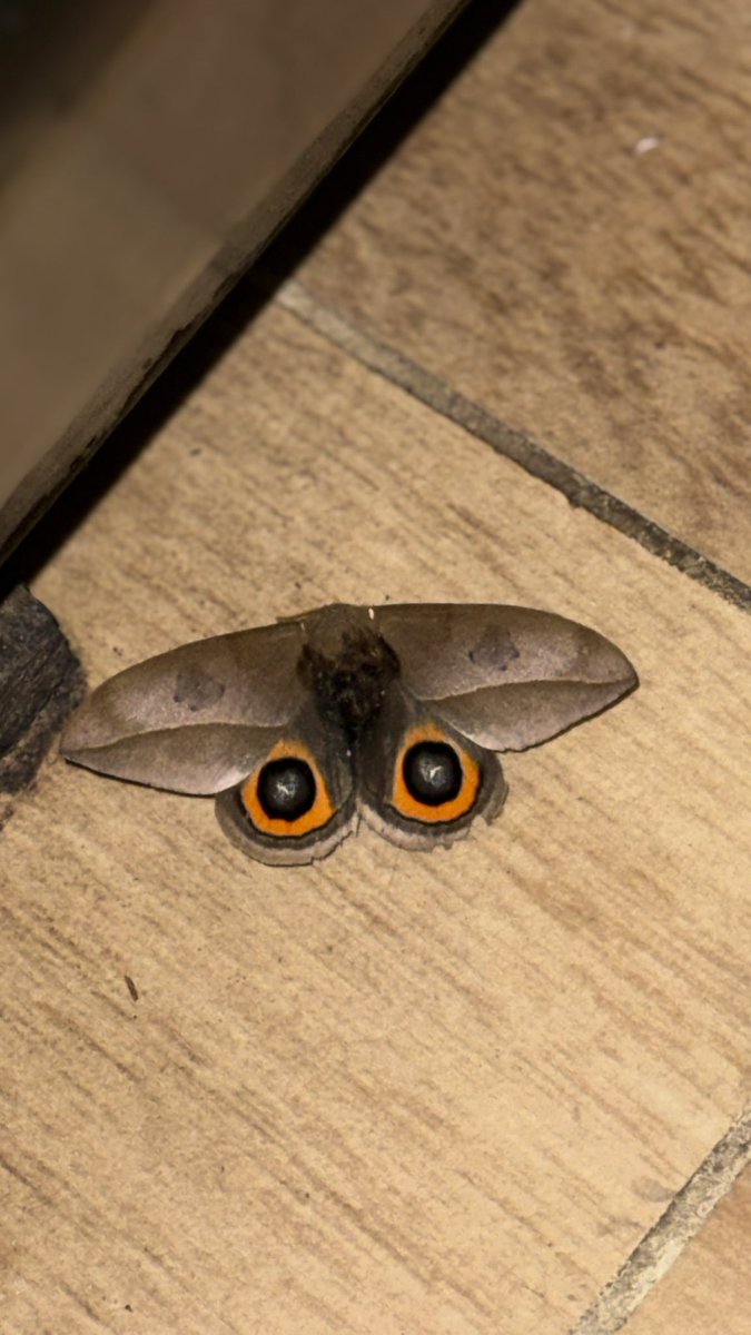 lilkittta's tweet image. acaba de entrar este bicho y me cague todo pensando que esos eran los ojos