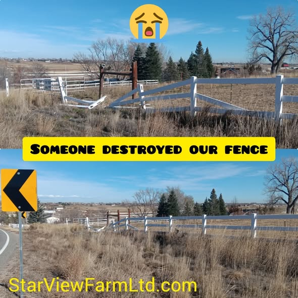 StarViewFarmLtd's tweet photo. https://t.co/A6wwAxqE0f https://t.co/AIDslcyv2S