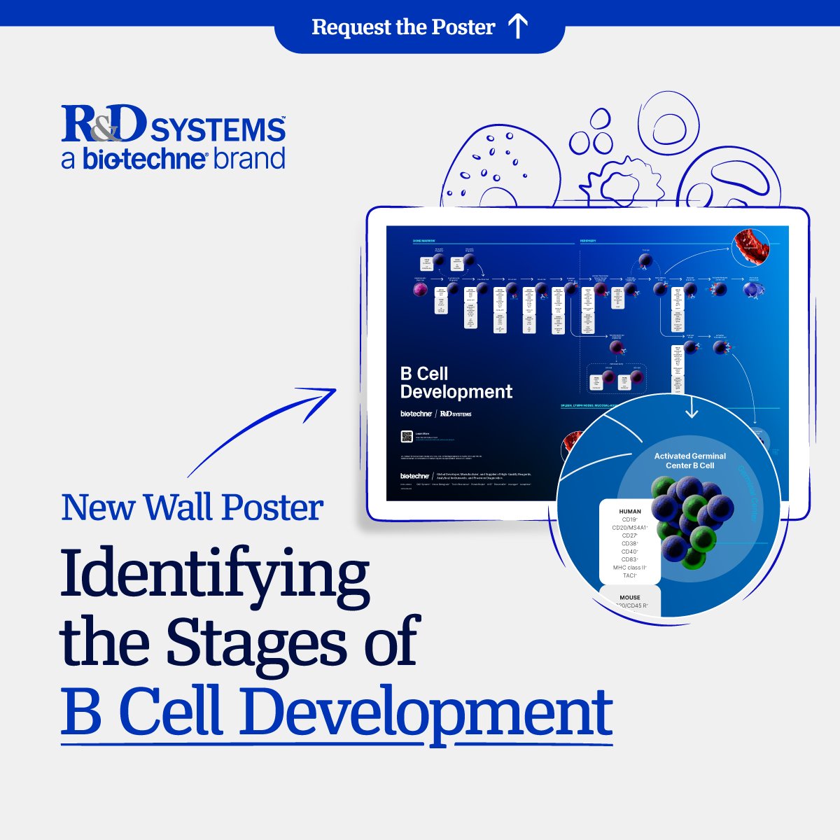 B cells produce antibodies and establish immunological memory, making them key players in the adaptive immune response. Simplify the characterization of different stages of B cell development with our B cell markers poster. #bcells

Request the poster: bit.ly/47iYJgp