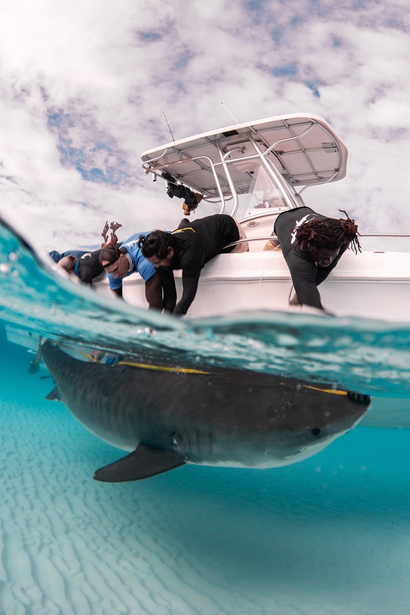 Saving the Blue tweet media