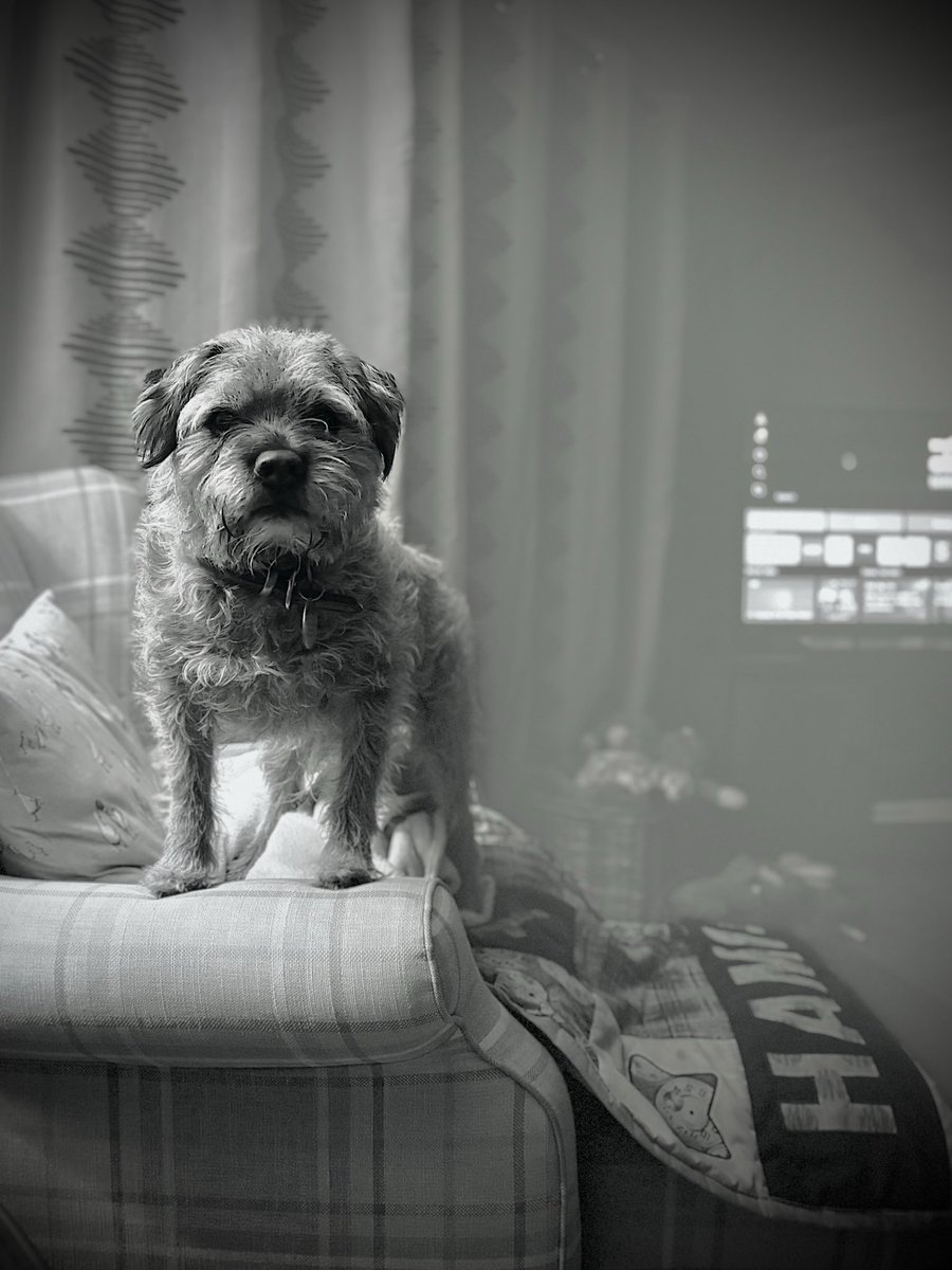 hamish_hrh's tweet image. Your Dinna has cheese in it I likes cheese , please pay the tax #btposse