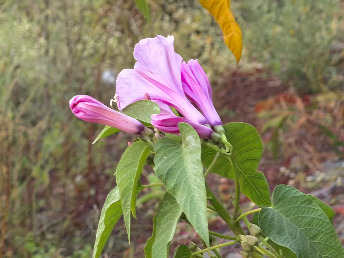 Nikon CoolPix P900 vs iPhone 17 Pro

9x zoom on both.

Way better details and DOF on the Nikon, but the iPhone isn’t “far” behind imo, especially considering it’s 9x zoom.