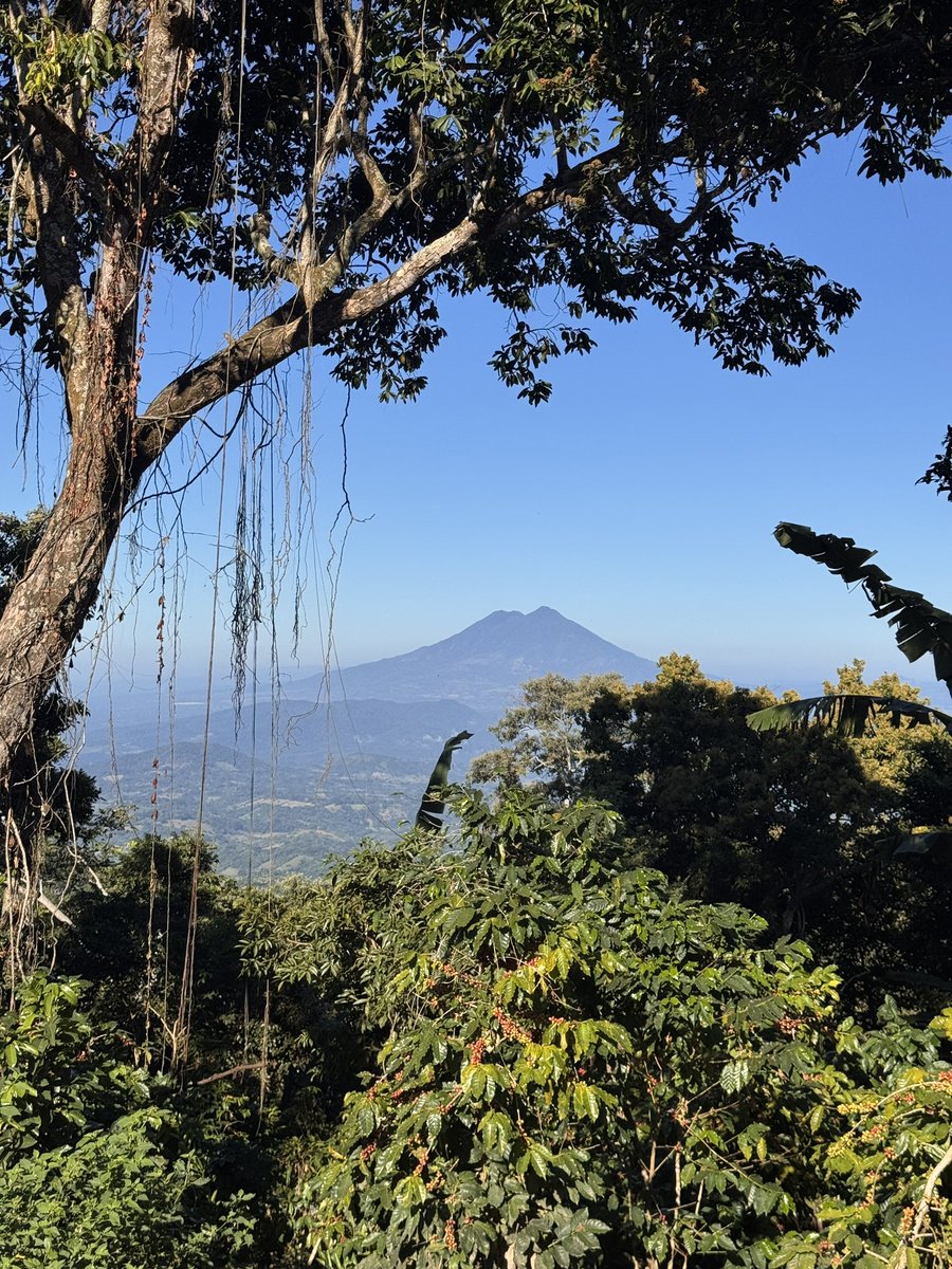 ☕️ COFFEE FARM TOUR 
📅 23/11 
🕰️ 4:00pm

Would you like to come to a coffee cupping session and farm tour at La Cruz on Sunday?

🌋 It’s worth it for the view alone…

20k sats per person. 
8 spaces available.

☕️ What you get:

- an introduction to the project
- an overview