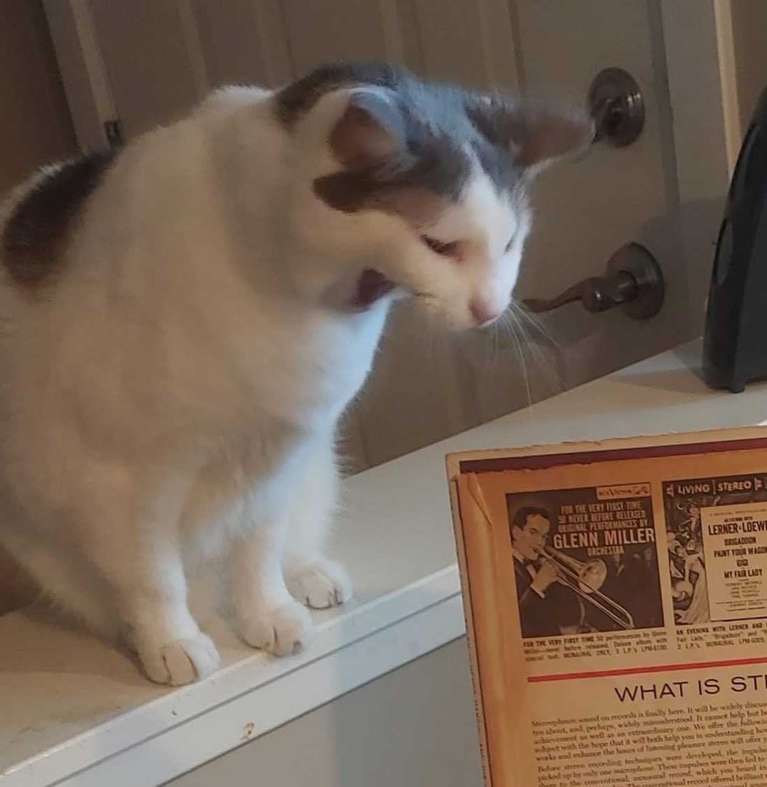 Tam ✻ 🍉 COMMS OPEN! tweet media