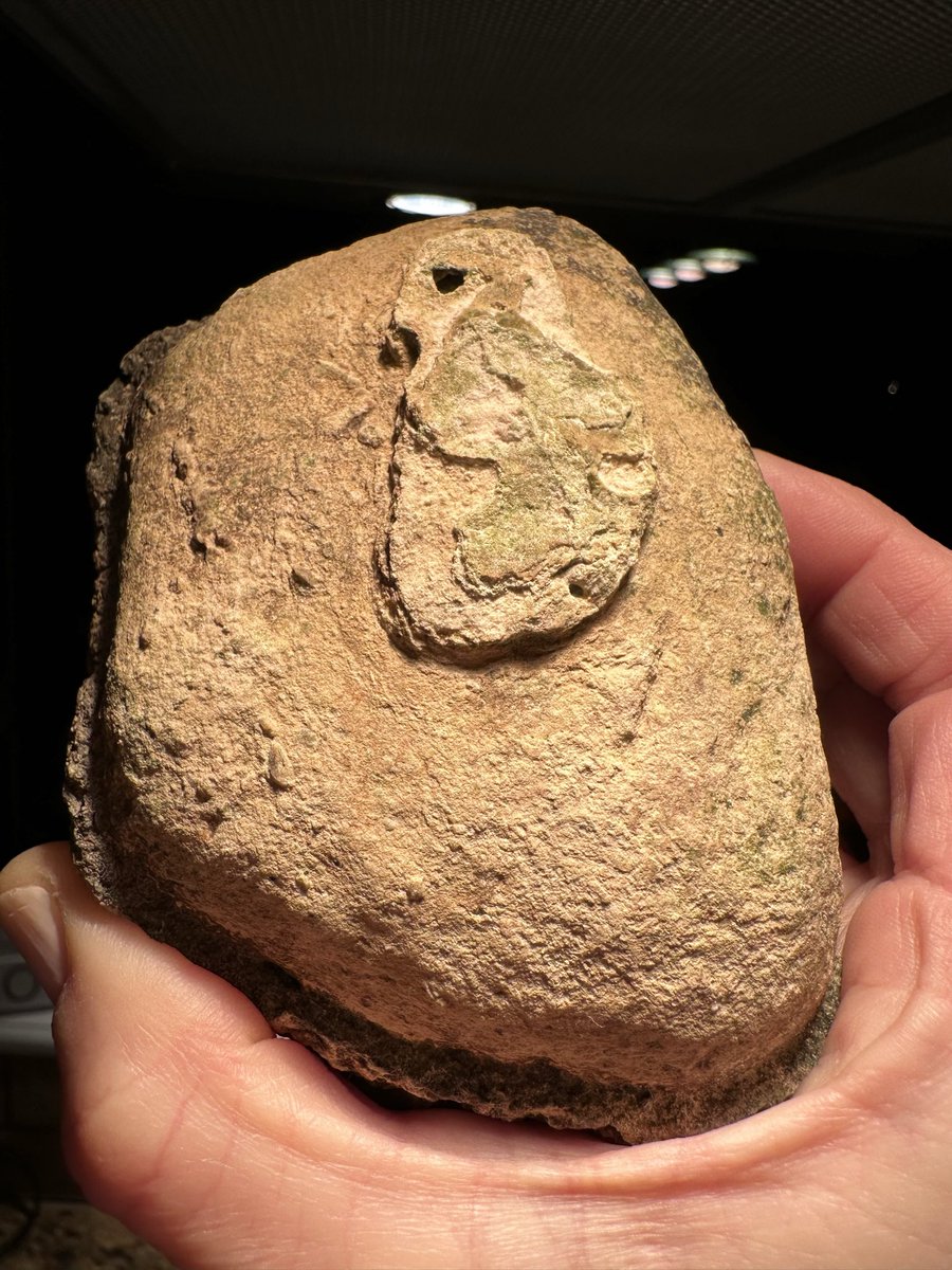 justplainjane4's tweet image. Found this in my creek mud where the wall side had fallen in. I think fossil but have been wondering. Thoughts?
