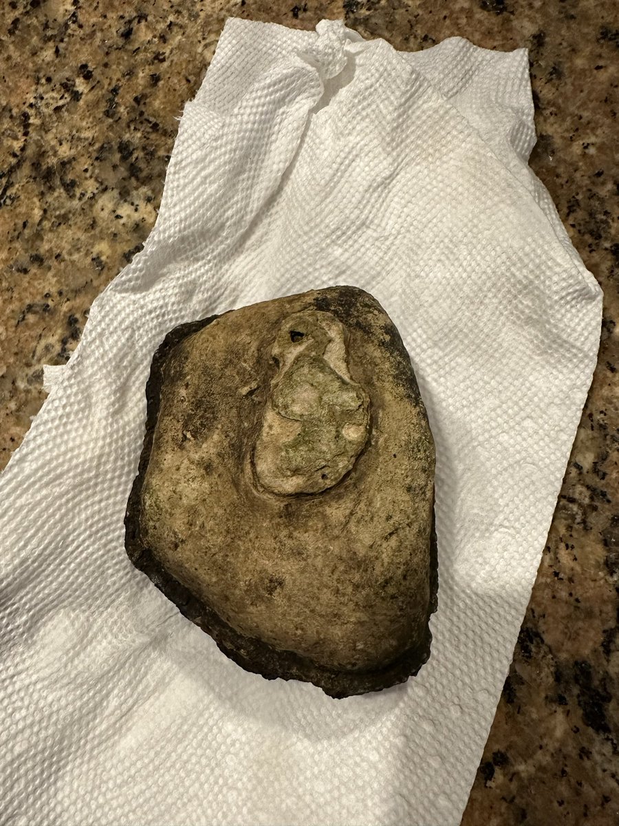 justplainjane4's tweet image. Found this in my creek mud where the wall side had fallen in. I think fossil but have been wondering. Thoughts?