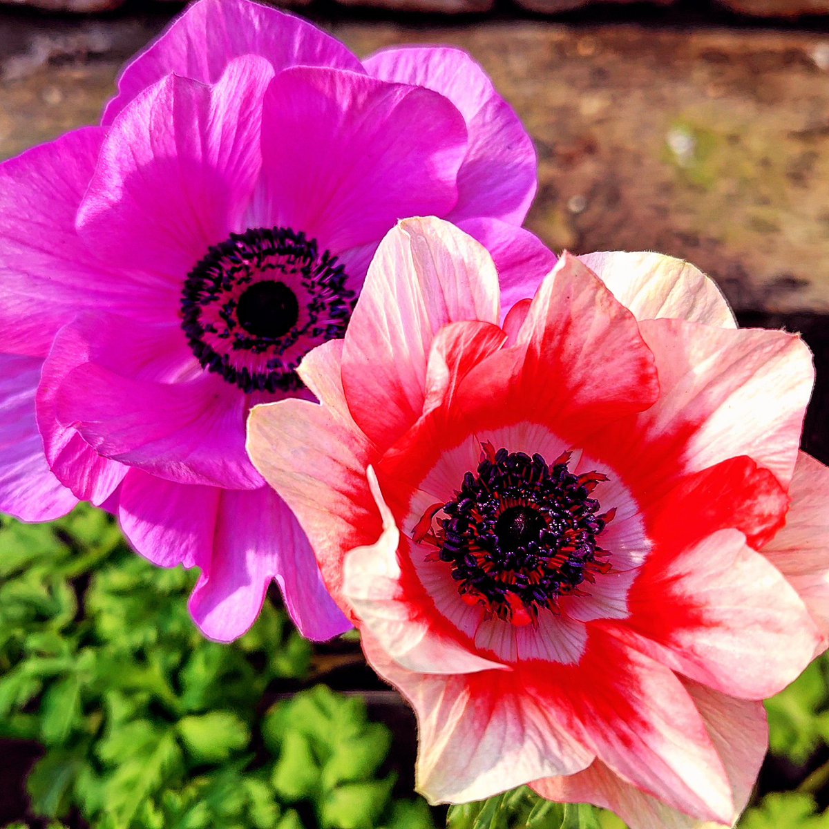 おはよ💜Perfumeあ〜ちゃん吉田カバン3代目社長と結婚!確かに一般人だが~アパレル社長でﾖｸﾈ!マジあ~ちゃんの鬱陶しさ炸裂w
で､ウザいと言えば小野田某~猪木バリの顎ミサイルで気合い入ってるが絶賛頭悪そうで超ウケる~喧嘩上等内閣って､皆さんヤンキー好きだよね♡
俺もマジすか学園大好きだったw