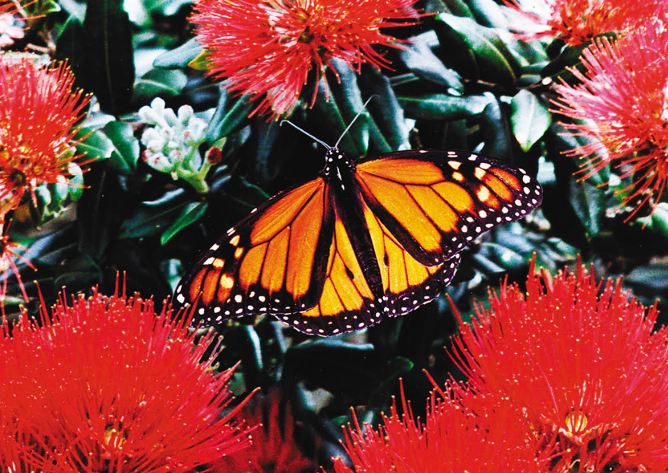 Moths&ButterfliesNZT tweet media