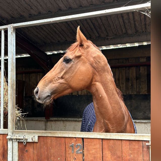 URSAMAJORRACING's tweet image. The extremely handsome Beltane has tonight been retired from racing / he simply has fallen out of love with the game 

He will be found a nice new home to enjoy his life 🩷💛
