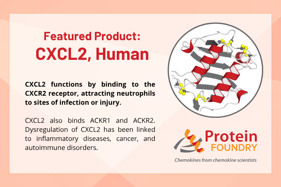 proteinfoundry's tweet photo. Our recombinant CXCL2 is validated for activity in cell-based assays and designed for consistency across experiments.

#CXCL2 #Chemokines #Immunology #Inflammation #CellSignaling #RecombinantProteins https://t.co/bUQq8CZo5b