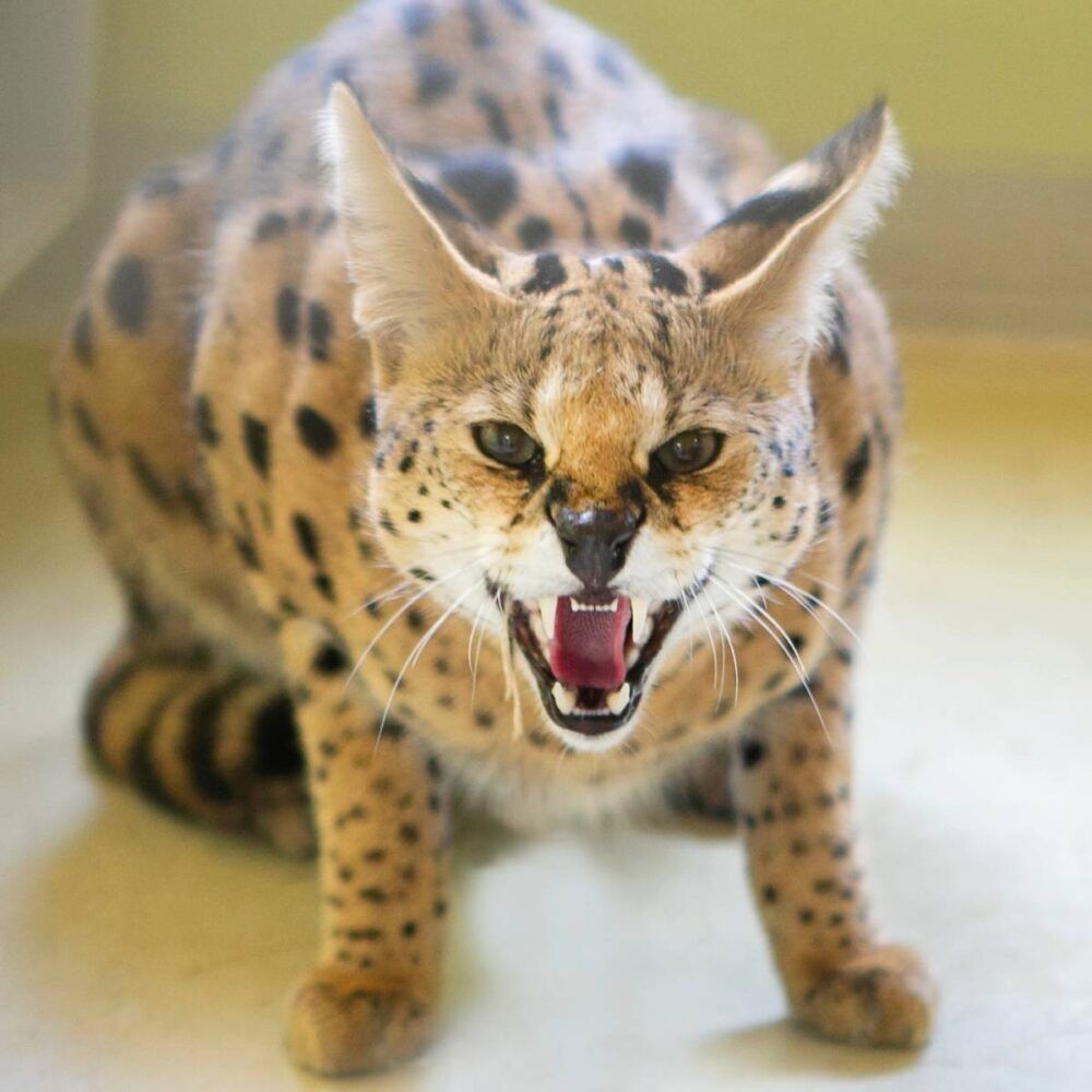 AAPPrimadomus's tweet photo. 📣 Entusiasmados por unirnos a la CITES CoP20 en Samarcanda para promover el bienestar animal e impulsar una protección global de la vida silvestre.
#CITES #CoP20 #AnimalWelfare #WildAnimalsNotPets #BornToBeWild
📌 Más sobre el trabajo de AAP en CITES: https://t.co/aviMOgtZgM https://t.co/jBiauge20i