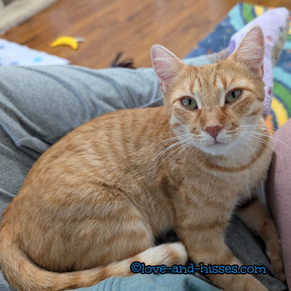 ChaCha is available for adoption!

To inquire, email Forgotten Felines of Huntsville at info@ffhsv.org, or fill out the online application here:tinyurl.com/FFHSV