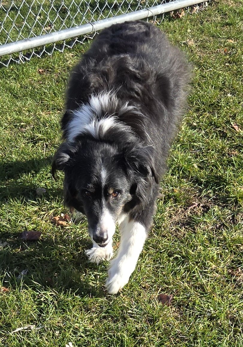 MEmoosemission's tweet photo. Hi Pals!

Guess who's 12 today!

One more year I thought I'd never have. Thank you to each and every one of you who helped me stay with my Mahm and Pops! 

I've had so many good memories since I got to remission, and I'll never forget all of your generosity 💛🐶💛🐶 #ZSHQ https://t.co/fQoaM4mcrZ