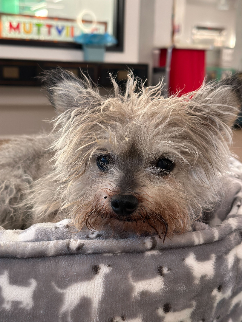 Muttville's tweet photo. Bookmark for when you need a dopamine hit.

Linux | Male | 13 years old | 9 lbs https://t.co/0UEtcPbqJj