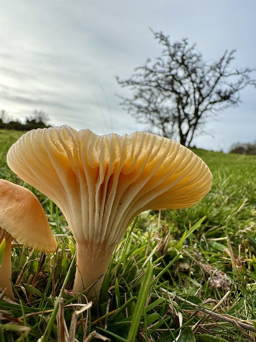 Sheep’s Head Nature tweet media