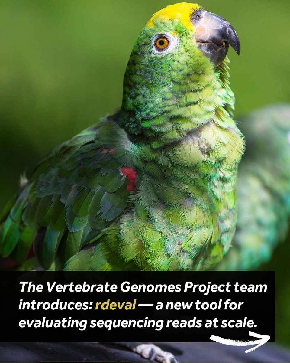 EBPgenome's tweet image. The Vertebrate Genomes Project (VGP) just rolled out rdeval — a new tool that evaluates sequencing reads at scale, helping researchers monitor quality across thousands of genomes. ⚙️📊 Innovation that scales with the data. 🌐💥#Genomics #Bioinformatics #OpenScience #ResearchTools