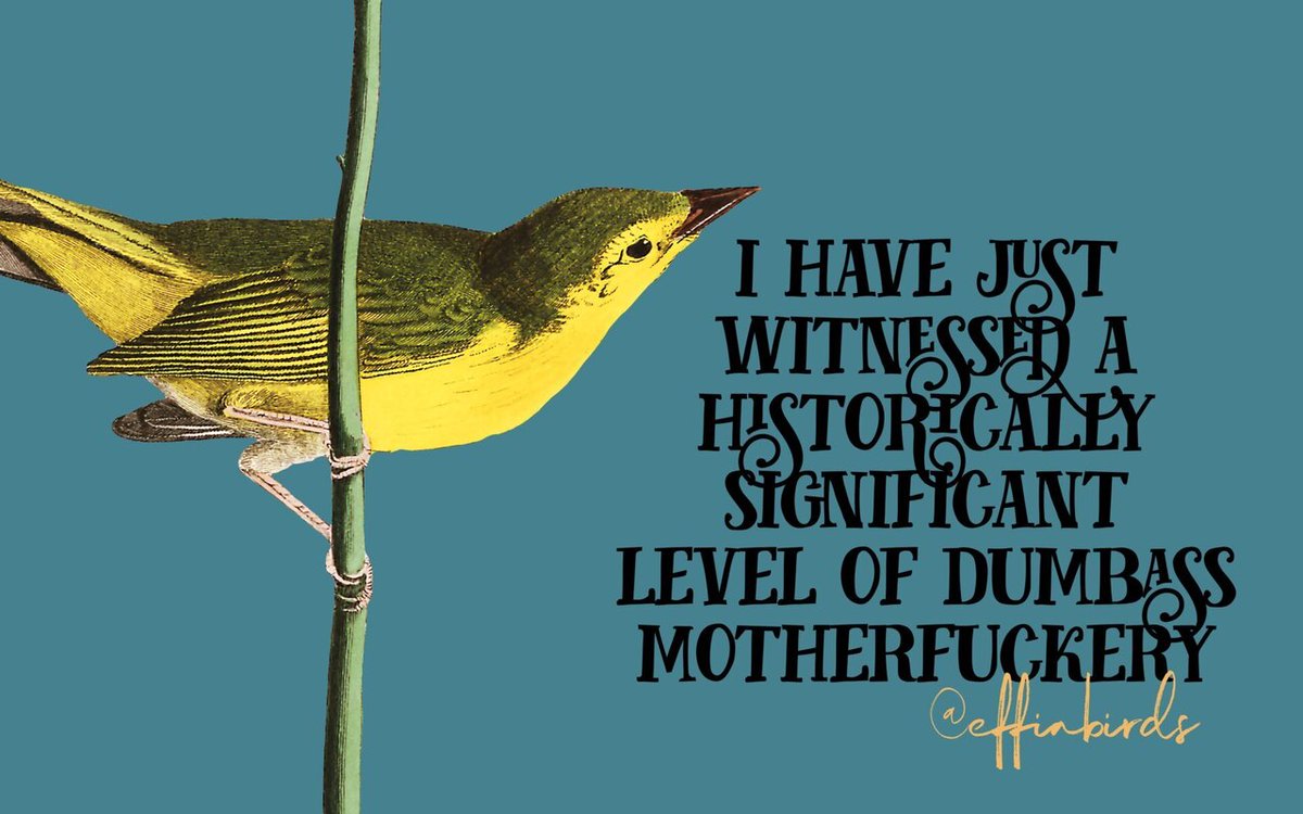 EffinBirds's tweet photo. https://t.co/EeqkKqF3Oh