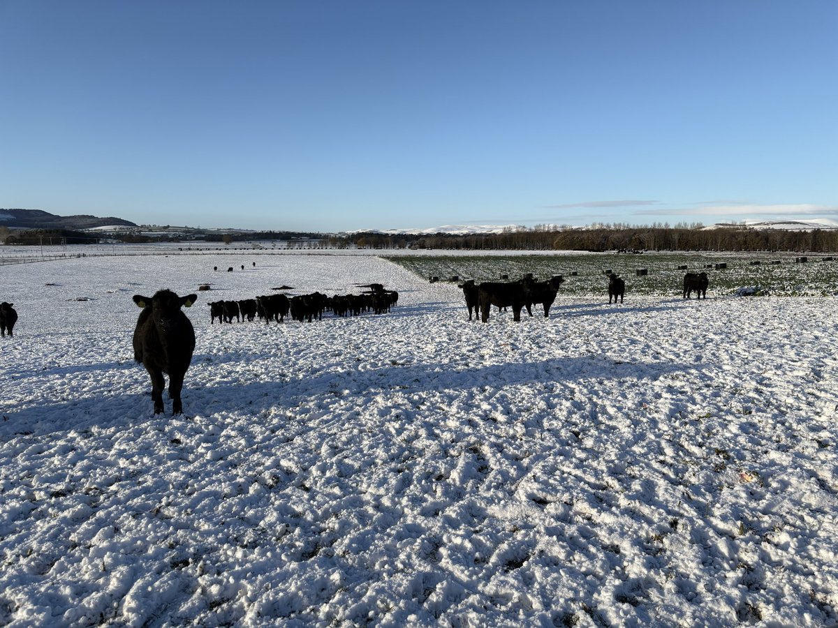 Aln Angus - Creating your future in beef tweet media