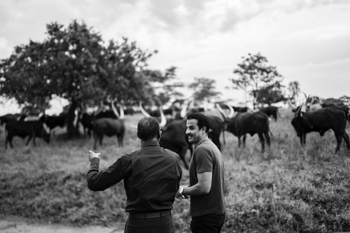 wembi_steve's tweet image. #Rwanda : @PaulKagame a offert à Son Altesse @TamimbinHamad des vaches Inyambo, un geste symbolique ancré dans la tradition rwandaise, qui signifie l&apos;amitié, le respect mutuel et le lien fort qui unit les deux dirigeants et leurs nations. [ @UrugwiroVillage ]