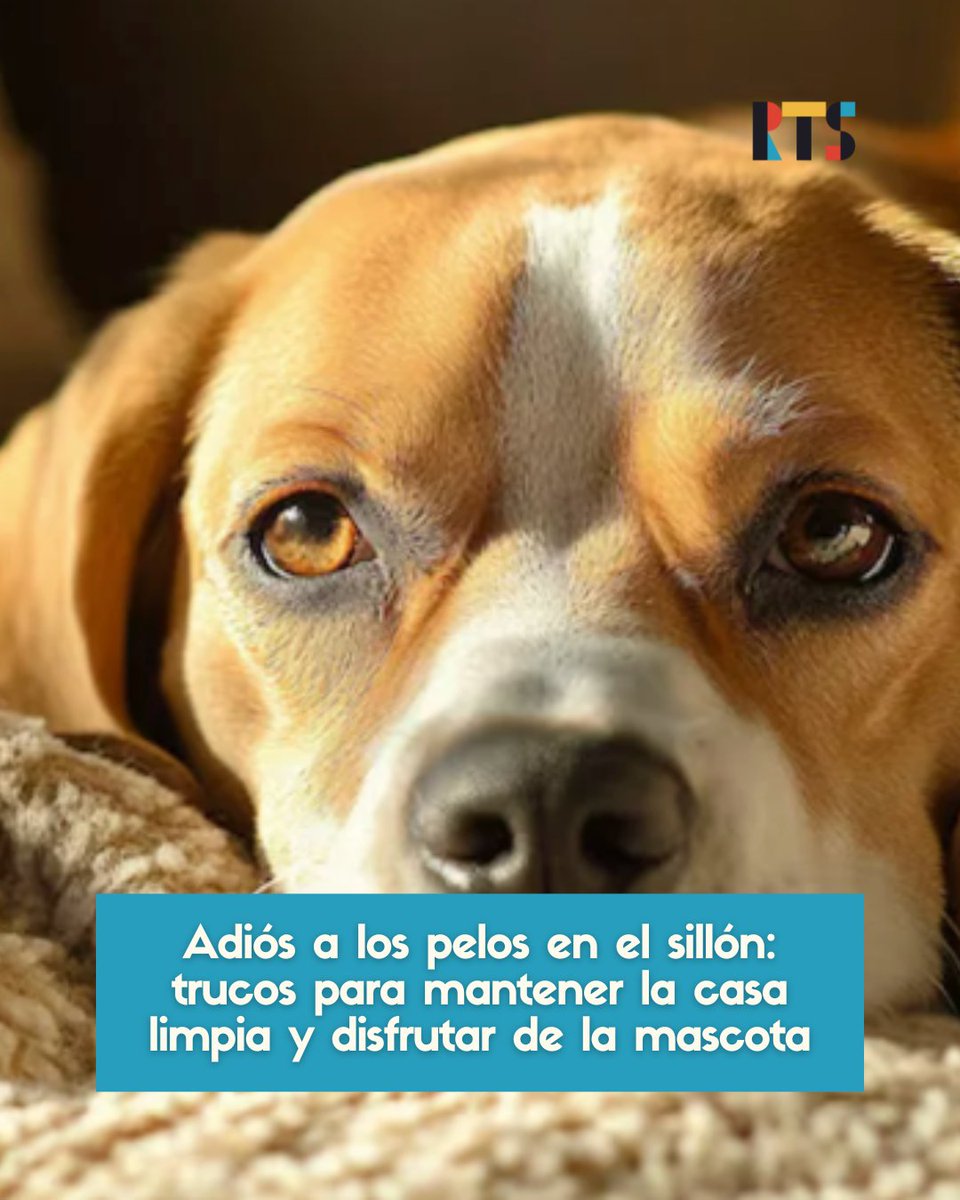 RTSmedios's tweet image. #InterésGeneral 

🐶Adiós a los pelos en el sillón: 5 trucos para mantener la casa limpia y disfrutar de la mascota

Son ideas simples y, con productos claves y rutinas rápidas se puede mantener el impecable. Conocé los métodos.

📲Nota completa en rtsmedios.com.ar/?p=58097