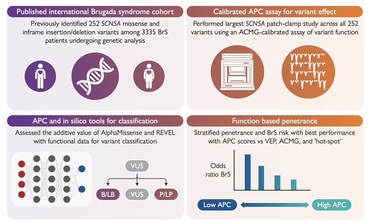 amglazer's tweet photo. 📝 Excited to share our latest work, now out at European Heart Journal! We studied 252 SCN5A variants previously found in patients with Brugada Syndrome, an inherited arrhythmia disorder linked to sudden cardiac death. [1/4] https://t.co/whf3EEyiom