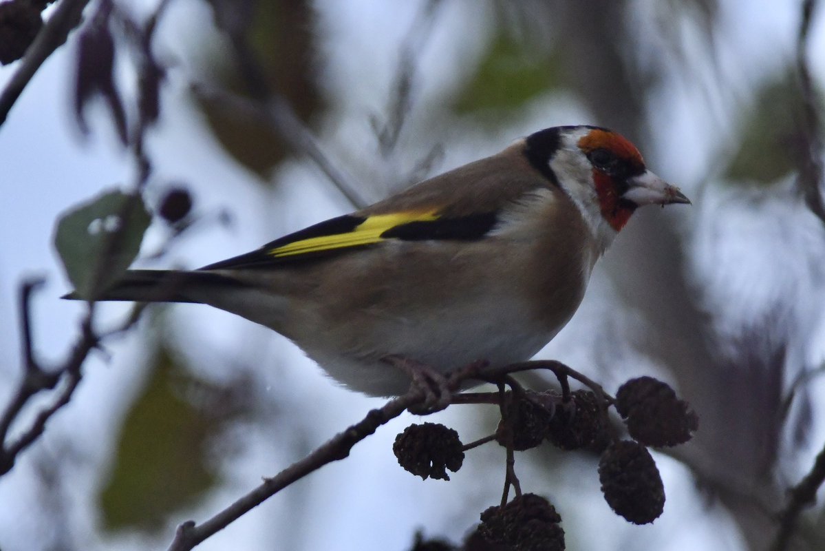 bomberburnside's tweet image. Quick hour out local this afternoon.. stonechat, Siskins, goldies and a little owl at dusk 🦉