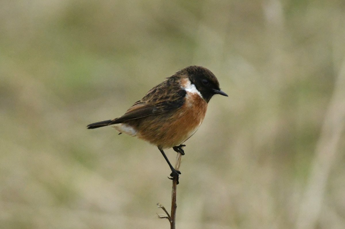 bomberburnside's tweet image. Quick hour out local this afternoon.. stonechat, Siskins, goldies and a little owl at dusk 🦉