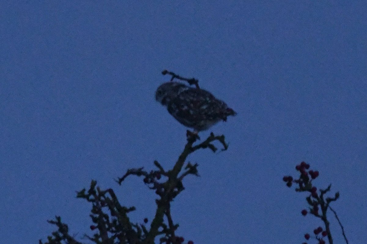 bomberburnside's tweet image. Quick hour out local this afternoon.. stonechat, Siskins, goldies and a little owl at dusk 🦉