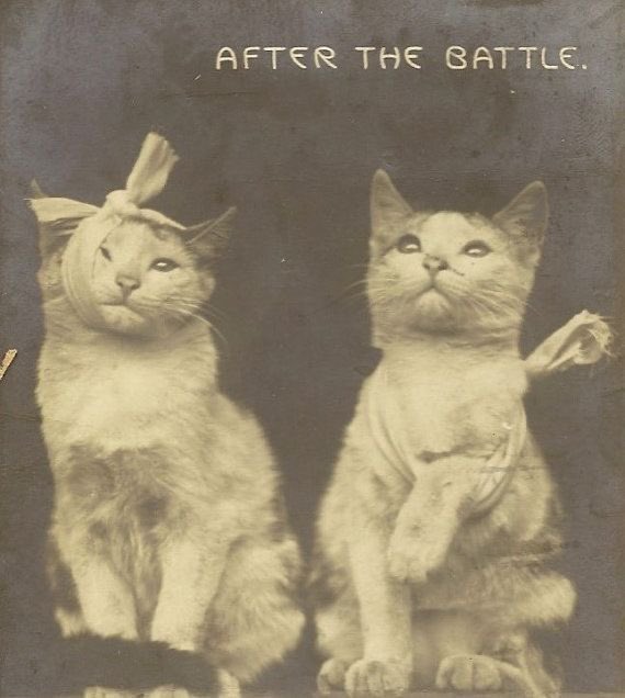 The Cats 𝕏 (@thecatsx) on Twitter photo 