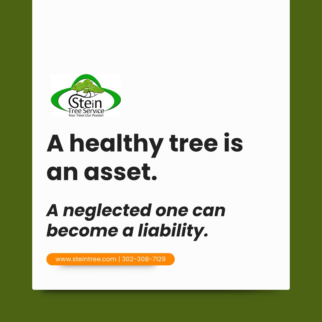 SteinTreeDe's tweet image. At Stein Tree Service, our experts assess the health and stability of your trees with precision and care, helping you take action before disaster strikes.

Prevention typically costs less than clean-up. 

📅 Schedule a #TreeInspection today! bit.ly/2QaDhU3