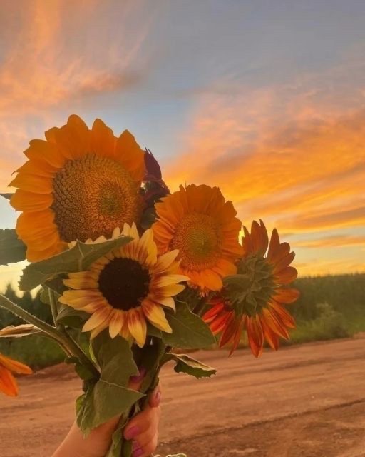 Girasoles para ti