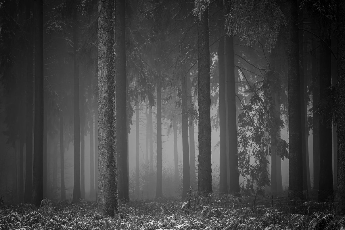 Der Schnee ist noch nass und nur langsam zieht der Winter in den Wald ein.   Schon am Montag ist das Gastspiel des Winters zu Ende. Es ist aber auch erst November…