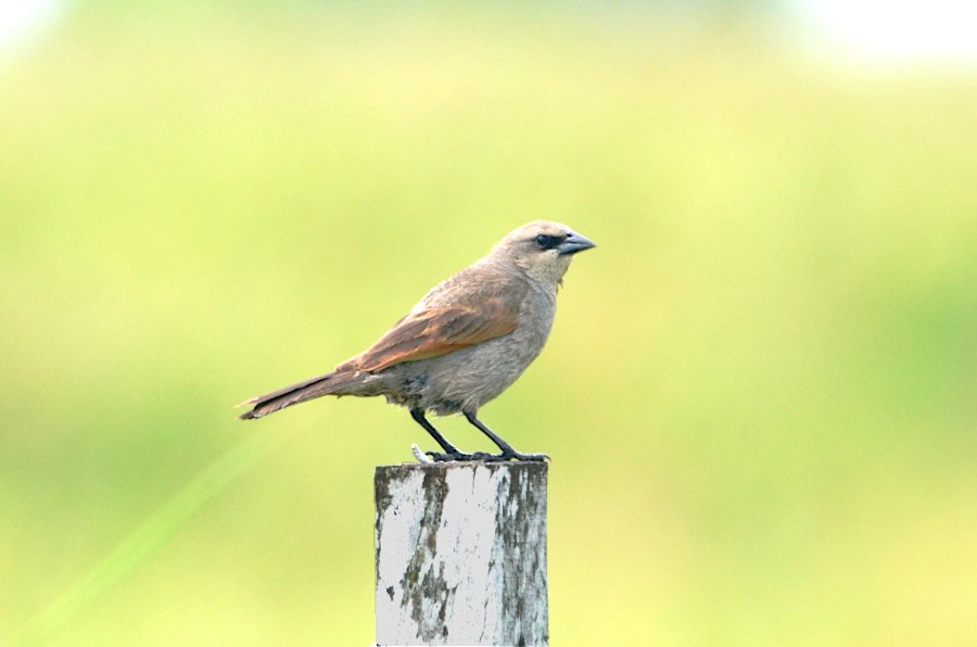 SirPodrick13's tweet photo. #Taxojueves #Icteridae 🇺🇾
*Tordo (Molothrus bonariensis)
*Músico (Agelaioides badius)
*Garibaldino (Chrysomus ruficapillus)
*Federal (Amblyramphus holosericeus) https://t.co/JXvyvdySzY