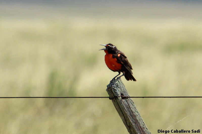 SirPodrick13's tweet photo. #Taxojueves #Icteridae 🇺🇾
*Pecho colorado (Leistes superciliaris)
*Loica pampeana (Leistes defilippii) https://t.co/QNta8l2nnK