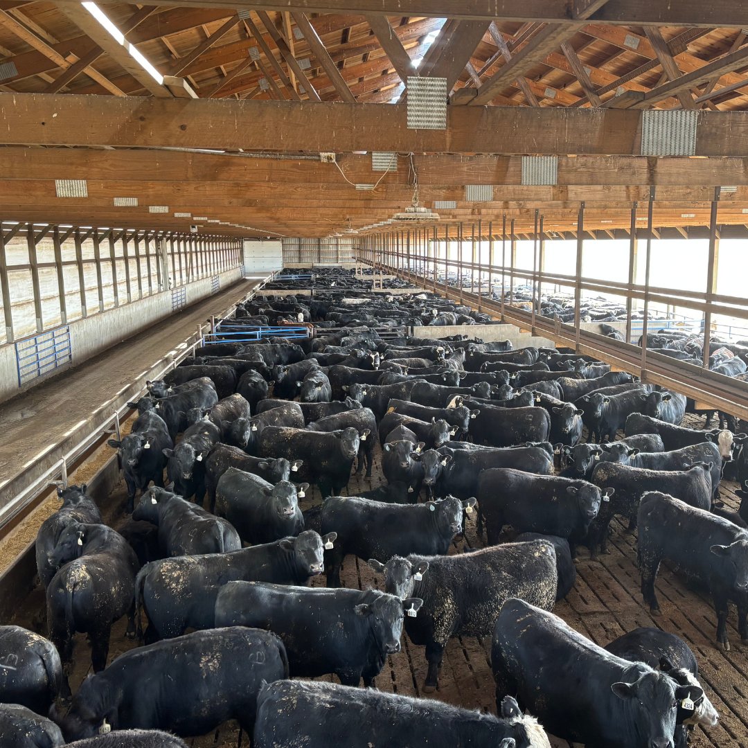 Performance Livestock Analytics tweet media