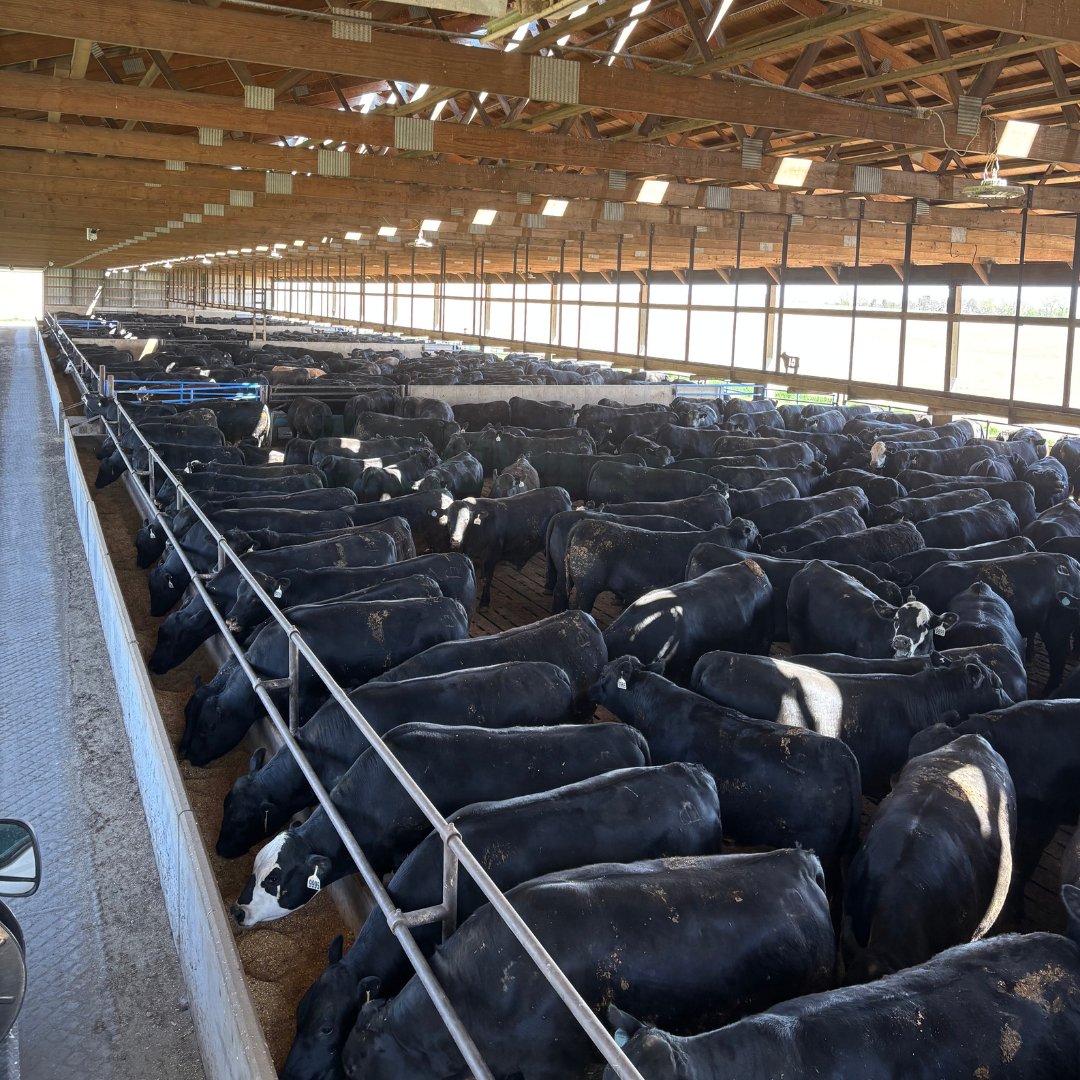 Performance Livestock Analytics tweet media