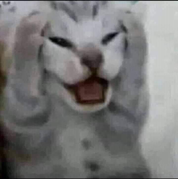 aellabug's tweet image. pls