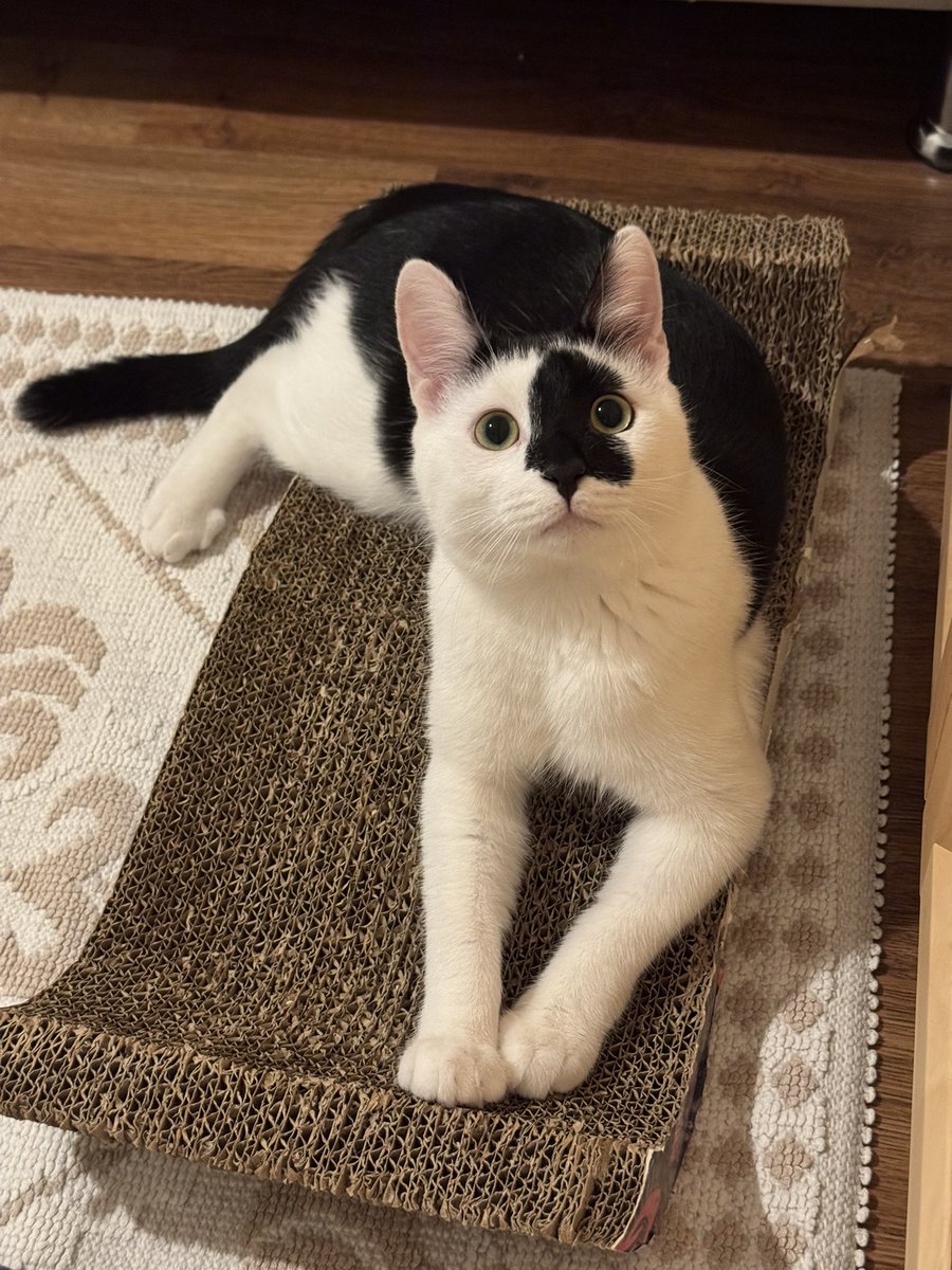 Geçici yuva olmak için bana kimse ulaşmadı 🥹 Sadece 2 aylık geçici yuvaya ihtiyacım var. Mama ve kum gibi masrafları ben karşılayacağım. İkisi de inanılmaz uysal kediler, tırnak açmayı bile bilmiyorlar. Lütfen şans verin🎈🙏🏻