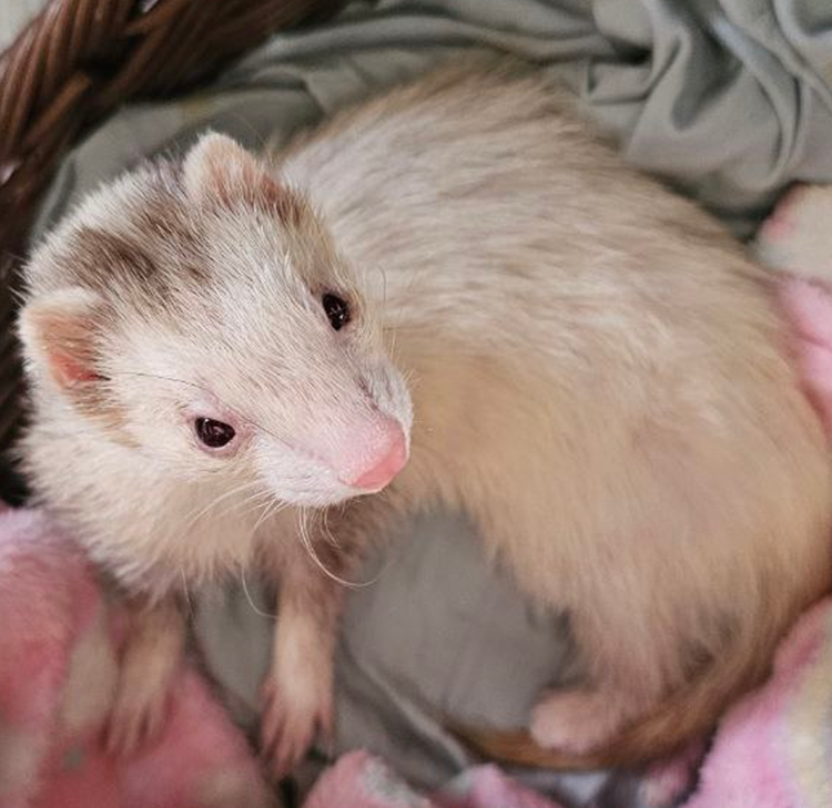 We're now 6 weeks later and got a follow up x-ray for Snowberry. Happy to say that the break has calcified and she is free to run around and play at will. This break will slowly strengthen over time and she will likely have very little issue going forward.

Even some of the most