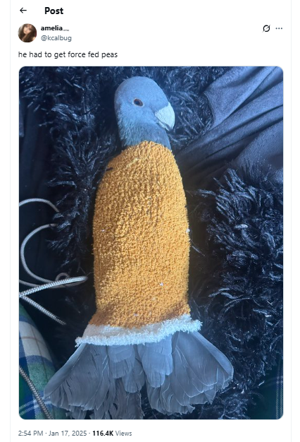 Kcalbug Abuses Animals tweet media