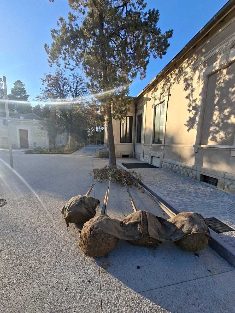 🌳 La saison de plantation commence place des Martyrs de la Résistance ! 7 arbres plantés en pleine terre autour de cette place située au-dessus d'un parking et entourée de bâtiments. Une prouesse !
🌳 Et tout est prêt pour planter demain du côté du monument aux morts (Photo 2).