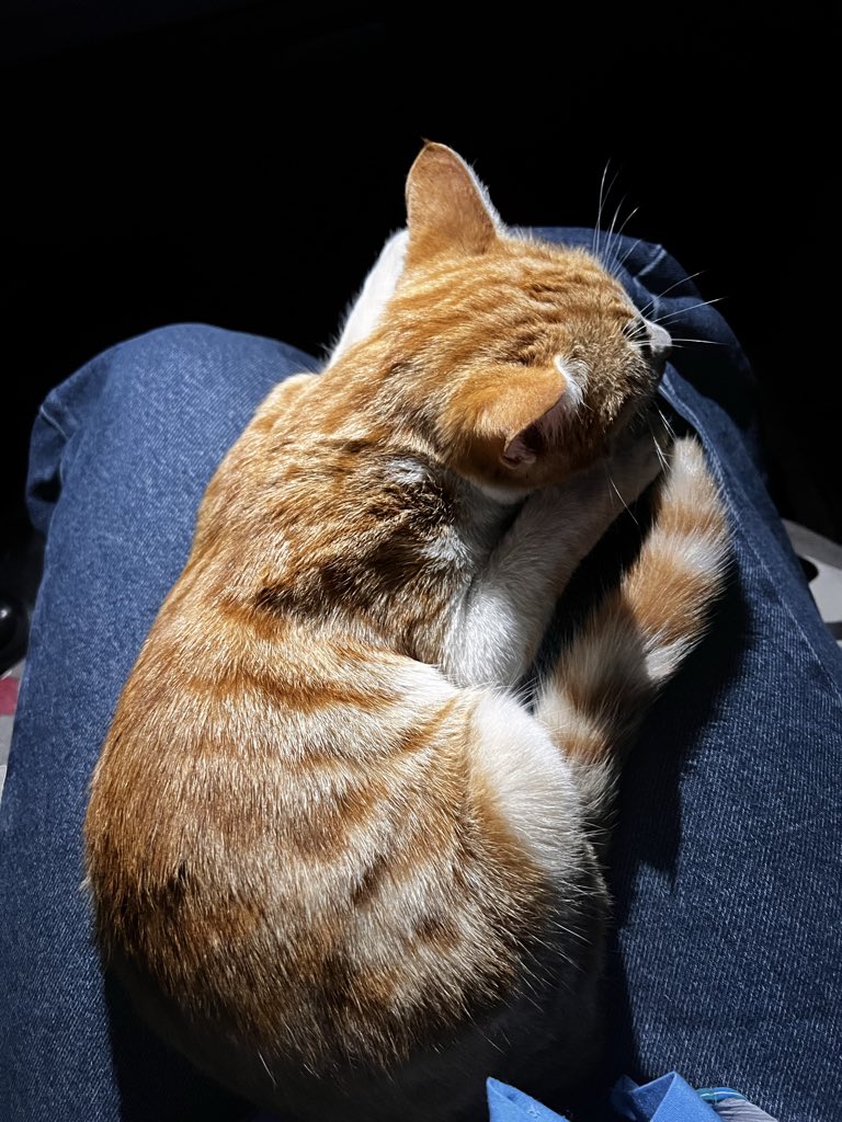 feriide_aydnn's tweet photo. Kedi çaldık dkdkdkd https://t.co/huKKsWzBO6